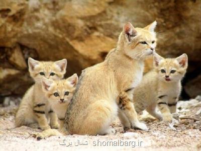 مشاهده گونه کمیاب گربه شنی در عباس آباد نایین