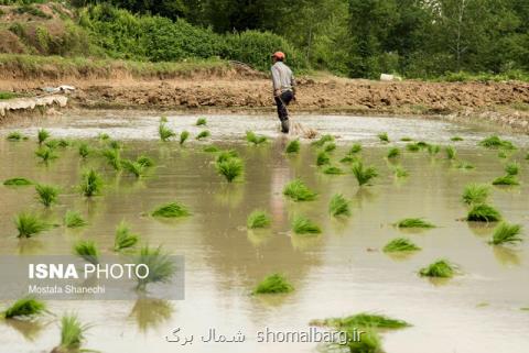 استفاده از سموم سرطان زا در كشاورزی ایران